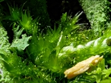 Cladonia fimbriata (Trompeten-Becherflechte) mit Mnium hornum (Schwanenhals-Sternmoos) und Dicranum scoparium (Besenförmiges Gabelzahnmoos)